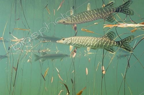 Biosphoto | 628677 | Pike and reflection in Pondweeds Lake of Jura France  ; Veolia Environnement Wildlife Photographer of the Year 2009<br/>The Underwater World - Winner<br/>Pike reflection | &copy; Michel Loup / Biosphoto