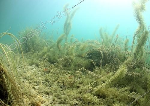 Biosphoto | 1870750 | Pike in a aquatic grass Lake Annecy France | &copy; Rémi Masson / Biosphoto