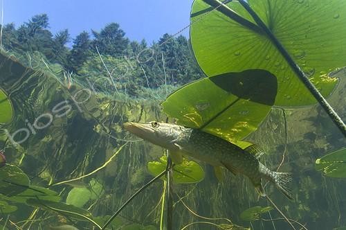 Biosphoto | 628676 | Pike in the shadow of a water lily leaf Lake of Jura France ; Veolia Environnement Wildlife Photographer of the Year 2009<br/>Animals in their environment category - highly commended<br/>Pike perfection by Michel Loup | &copy; Michel Loup / Biosphoto