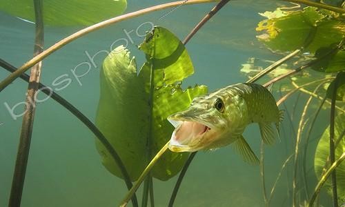 Biosphoto | 1247135 | Pike on the lookout in the water lily in a lake Jura France ; p. 152 | &copy; Michel Loup / Biosphoto