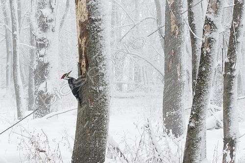 Biosphoto | 2492146 | Pileated Woodpecker (Dryocopus pileatus) looking for insects under the bark of a tree during a winter storm, La Mauricie National Park, Quebec, Canada | &copy; Philippe Henry / Biosphoto