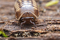Biosphoto | 2621342 | Pill Millipede (Glomeris marginata), Chevinay, Rhône, France. | &copy; Philippe Lebeaux / Biosphoto
