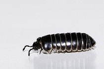 Biosphoto | 1161002 | Pill Millipede (Glomeris spec.) | &copy; Christian Huetter / imageBROKER / Biosphoto