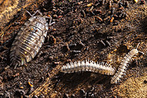 Biosphoto | 2621326 | Pillbug and millipede: macrofauna. Common woodlouse (Oniscus asellus) and common polydesmid (Polydesmus angustus), Lyon Mountains, Rhône, France. | &copy; Philippe Lebeaux / Biosphoto