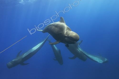 Biosphoto | 2132685 | Pilot whale (Globicephala macorhynchus). Submerged group. Tenerife, Canary Islands. | &copy; Sergio Hanquet / Biosphoto