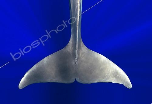 Biosphoto | 2132692 | Pilot whale (Globicephala macorhynchus). Caudal fin. Tenerife, Canary Islands. | &copy; Sergio Hanquet / Biosphoto