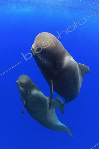 Biosphoto | 2132667 | Pilot whale (Globicephala macorhynchus). Close-up of submerged couple. Tenerife, Canary Islands. | &copy; Sergio Hanquet / Biosphoto