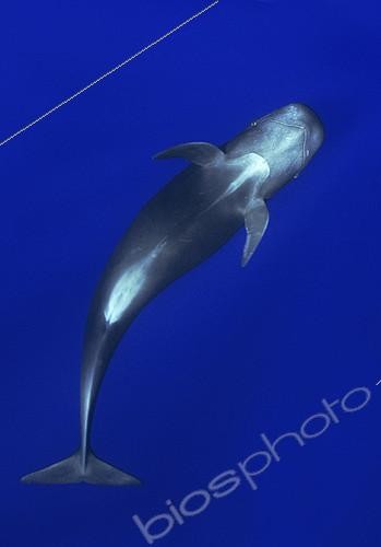 Biosphoto | 2132669 | Pilot whale (Globicephala macorhynchus). Close-up of submerged adult. Tenerife, Canary Islands. | &copy; Sergio Hanquet / Biosphoto