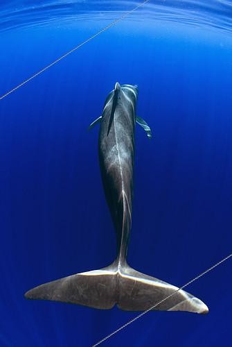 Biosphoto | 2132674 | Pilot whale (Globicephala macorhynchus). Close-up of submerged adult. Caudal fin. Tenerife, Canary Islands. | &copy; Sergio Hanquet / Biosphoto