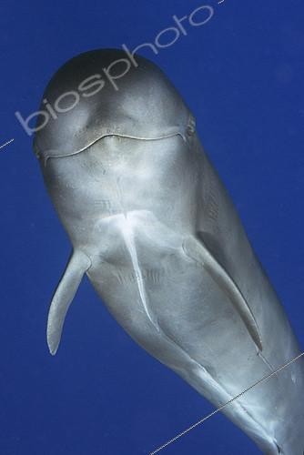 Biosphoto | 2132683 | Pilot whale (Globicephala macorhynchus). Close-up of submerged Juvenile. Tenerife, Canary Islands. | &copy; Sergio Hanquet / Biosphoto