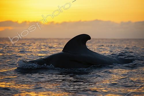 Biosphoto | 2610056 | Pilot whale (Globicephala macorhynchus) on surface. Sunset, Tenerife. Canary Islands. | © Sergio Hanquet / Biosphoto