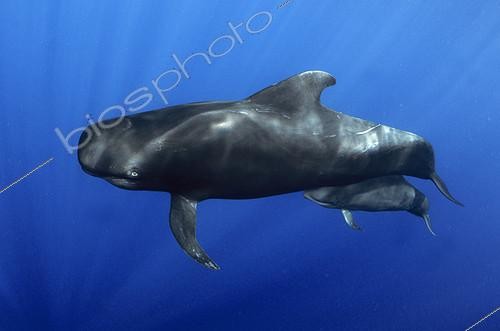 Biosphoto | 2133712 | Pilot whale (Globicephala macrorhynchus), Tenerife, Canary Islands. | &copy; Sergio Hanquet / Biosphoto