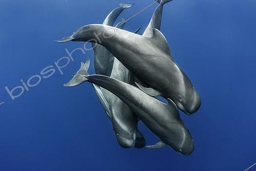 Biosphoto | 2463486 | Pilot whale (Globicephala macrorhynchus). Tenerife, Canary Islands. | &copy; Sergio Hanquet / Biosphoto