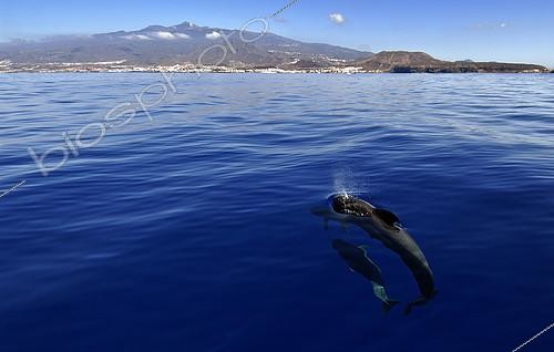 Biosphoto | 2132704 | Pilot whale (Globicephala macrorhynchus). Group on surface. Tenerife, Canary Islands. | &copy; Sergio Hanquet / Biosphoto