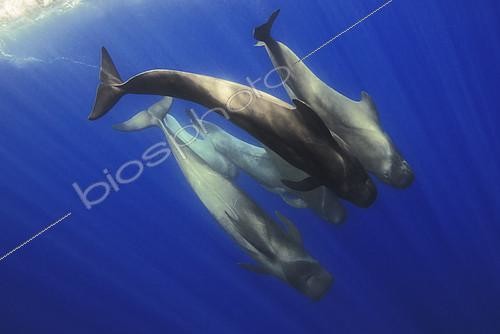 Biosphoto | 2133711 | Pilot whale (Globicephala macrorhynchus) group, Tenerife, Canary Islands. | &copy; Sergio Hanquet / Biosphoto