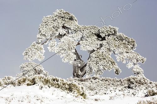 Biosphoto | 2085234 | Pin recouvert de neige, Parc national de Guadarrama, Espagne | &copy; Óscar Díez Martínez / Biosphoto