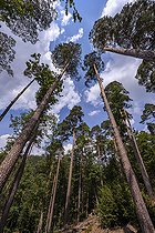 Biosphoto | 2544884 | Pin sylvestre de Hanau dans les Vosges du Nord. Le pin sylvestre de Hanau est une variété locale (écotype) de Pinus sylvestris, au tronc très droit et élancé, que l'on rencontre dans le pays de Bitche (Moselle) et les forêts du parc naturel régional des Vosges du Nord. France | &copy; Jean-Philippe Delobelle / Biosphoto