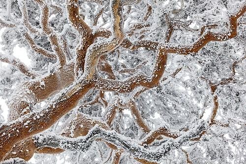 Biosphoto | 2035669 | Pin sylvestre en hiver - PN Guadarrama Espagne ; Le labyrinthe Highlight Asferico 2015 | &copy; Óscar Díez Martínez / Biosphoto