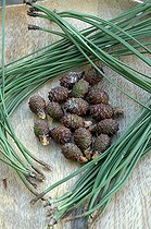 Biosphoto | 2547054 | Pin Sylvestre (Pinus sylvestris). Bourgeons et aiguilles de Pin sylvestre, bienfaits santé : voie respiratoire, sous forme d'infusion et huile essentielle | &copy; Catherine Fruhinsholz / Biosphoto