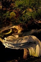 Biosphoto | 1233438 | Pine bonsai presented at an exhibition in Mulhouse | &copy; Claude Thouvenin / Biosphoto