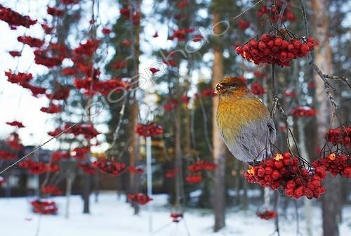 Biosphoto | 1825907 | Pine Grosbeak female feeding on Rowan tree berries Finland | &copy; Niko Pekonen / Biosphoto