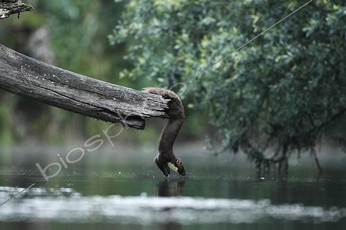 Biosphoto | 1997748 | Pine marten crossing a river - Offendorf France  | &copy; Christophe Ravier / Biosphoto