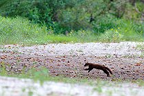 Biosphoto | 2588098 | Pine marten (Martes martes) crossing a dry branch of the Loire, Pouilly region, Nièvre, France | &copy; Pierre Vernay / Biosphoto