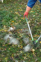 Biosphoto | 2547059 | Pine processionary caterpillar (Thaumetopoea pityocampa) nests on Scots pine (Pinus sylvestris) on the ground. Removal of processionary caterpillar nests, which are harmful to trees and very stinging to animals and humans. | &copy; Catherine Fruhinsholz / Biosphoto