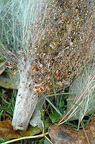 Biosphoto | 2547064 | Pine processionary caterpillar (Thaumetopoea pityocampa) nests on Scots pine (Pinus sylvestris) on the ground. Removal of processionary caterpillar nests, which are harmful to trees and very stinging to animals and humans. | &copy; Catherine Fruhinsholz / Biosphoto