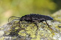 Biosphoto | 1252519 | Pine sawyer covered with dew on a rock France | &copy; Thierry Van Baelinghem / Biosphoto