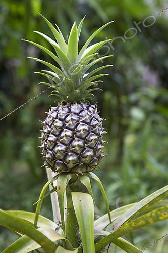 Biosphoto | 2081963 | Pineapple (Ananas comosus), Botanical Garden of Bom Sucesso, Monté café, Sao Tome and Principe Island | &copy; Antoine Boureau / Biosphoto