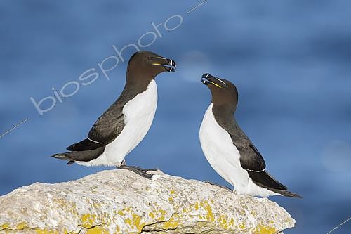 Biosphoto | 2434873 | Pingouin torda (Alca torda) face à face sur un rocher, Suède | &copy; Ivan Sjögren / Biosphoto