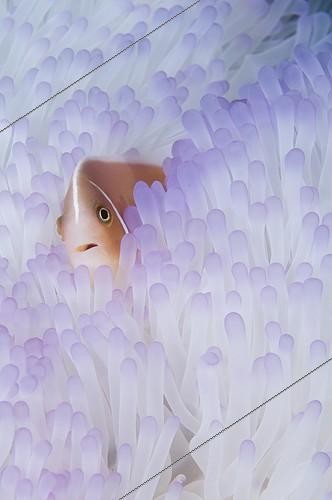 Biosphoto | 1961855 | Pink anemonefish in bleached Anemone - Raja Ampat  Indonesia | &copy; Mike Veitch / Biosphoto