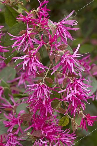 Biosphoto | 2126793 | Pink Chinese fringe flower (Loropetalum chinense f. rubrum 'Fire Dance') | &copy; Frédéric Tournay / Biosphoto