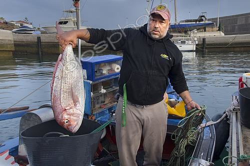 Biosphoto | 2609476 | Pink dentex (Dentex gibbosus) recently brought to the Port of Garachico. Fishing sector. Professional and traditional fishing. San Roque and Isla Baja de Garachico Fishermen's Guild, Tenerife, Canary Islands. | © Sergio Hanquet / Biosphoto