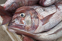 Biosphoto | 2609478 | Pink dentex (Dentex gibbosus) recently brought to the Port of Garachico. Fishing sector. Professional and traditional fishing. San Roque and Isla Baja de Garachico Fishermen's Guild, Tenerife, Canary Islands. | &copy; Sergio Hanquet / Biosphoto