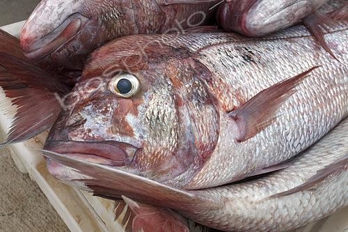 Biosphoto | 2609478 | Pink dentex (Dentex gibbosus) recently brought to the Port of Garachico. Fishing sector. Professional and traditional fishing. San Roque and Isla Baja de Garachico Fishermen's Guild, Tenerife, Canary Islands. | © Sergio Hanquet / Biosphoto