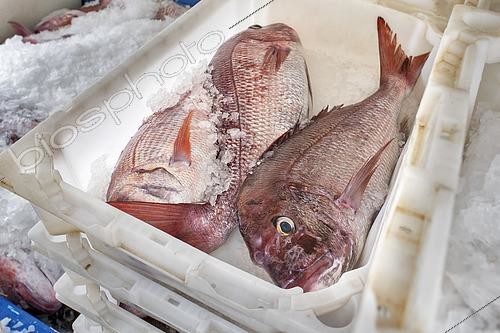 Biosphoto | 2609481 | Pink dentex (Dentex gibbosus) recently brought to the Port of Garachico. Fishing sector. Professional and traditional fishing. San Roque and Isla Baja de Garachico Fishermen's Guild, Tenerife, Canary Islands. | © Sergio Hanquet / Biosphoto