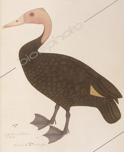 Biosphoto | 2145069 | Pink-headed Duck Rhodonessa caryophyllacea Was a large diving duck that was once found in parts of the Gangetic plains of India, Bangladesh and in the riverine swamps of Myanmar but feared extinct since the 1950s Painting by Bhawani Das, of a living specimen in the collection of Lady Impey, circa 1777. | &copy; David Tipling / Biosphoto