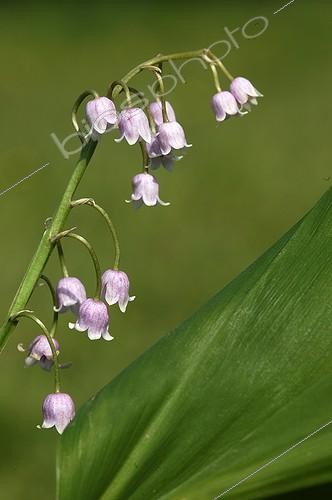 Biosphoto | 1716063 | Pink Lily-of-the-valley | &copy; Gérard Lacz / Biosphoto