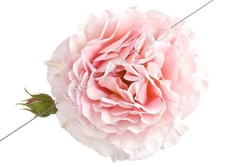 Biosphoto | 754836 | Pink rose and bud on white background | &copy; Michel Gunther / Biosphoto