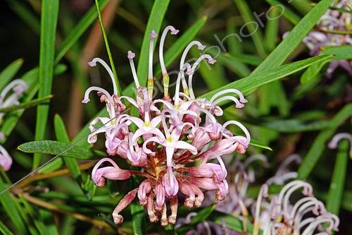 Biosphoto | 2551557 | Pink spider flower (Grevillea sericea), Botanical Gardens, Sydney, Australia | &copy; David Massemin / Biosphoto