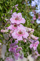 Biosphoto | 2608228 | Pink Trumpet Vine (Podranea ricasoliana), autumn flowering | &copy; Marie Aymerez / Biosphoto