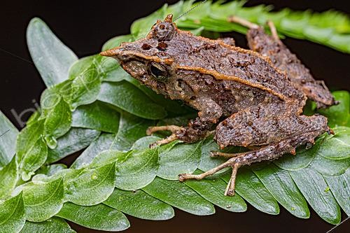 Biosphoto | 2628119 | Pinocchio Rainfrog (Pristimantis appendiculatus), Tandayapa, Ecuador. | &copy; Vincent Premel / Biosphoto
