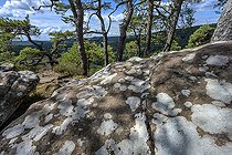 Biosphoto | 2544890 | Pins et lichens sur du grès dans le Parc Naturel régional des Vosges du Nord. Réserve du Pays de Bitche, Moselle, France | &copy; Jean-Philippe Delobelle / Biosphoto