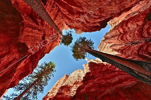Biosphoto | 2033217 | Pins ponderosa et Cheminées de fée - Bryce Canyon NP Utah  ; Amphithéâtre <br>Sédiments deltaïques d'âge Jurassique (Formation de Claron) formés de calcaires, dolomies et marnes colorés par des oxydes de fer et creusé par l'érosion en un amphithéâtre de hoodoos (pinnacles) arches et ponts<br>La lumière réfléchie (spectrale) du lever du soleil enrichi la polychromie naturelle de ces parois haute parfois de près de 50 mètres | &copy; Jean-Philippe Delobelle / Biosphoto