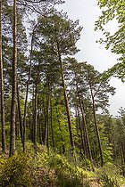 Biosphoto | 2588124 | Pins sylvestre (Pinus sylvestris) de Hanau , France, Moselle, printemps | &copy; Yann Avril / Biosphoto