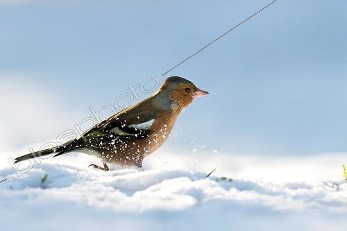Biosphoto | 2002250 | Pinson des arbres dans la neige - Vosges du Nord France | &copy; Emmanuel Baechler / Biosphoto