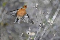Biosphoto | 2464299 | Pinson des arbres (Fringilla coelebs) cherchant à prendre des graines sur les herbes sèches à la fin de l'hiver, Parc naturel régional des Vosges du Nord, France | &copy; Michel Rauch / Biosphoto