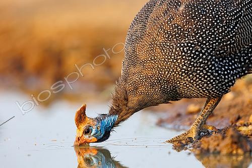 Biosphoto | 2591117 | Pintade de Numidie (Numida meleagris) buvant au point d'eau , Shompole wilderness, Shompole Community, Kenya | &copy; Sylvain Cordier / Biosphoto